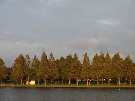 水元公園の池