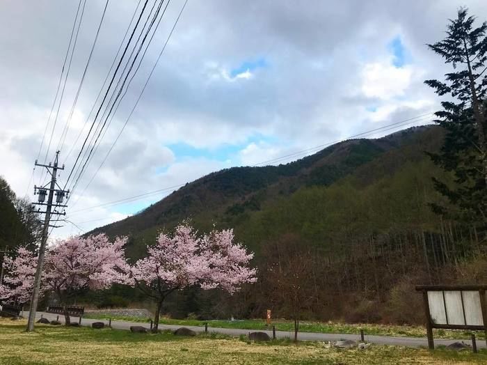 桜の風景
