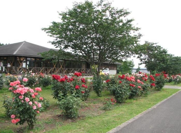 辰ノ口親水公園の様子