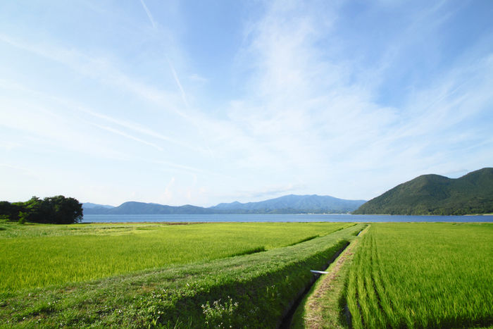 田沢湖の周りにある綺麗な田んぼの写真
