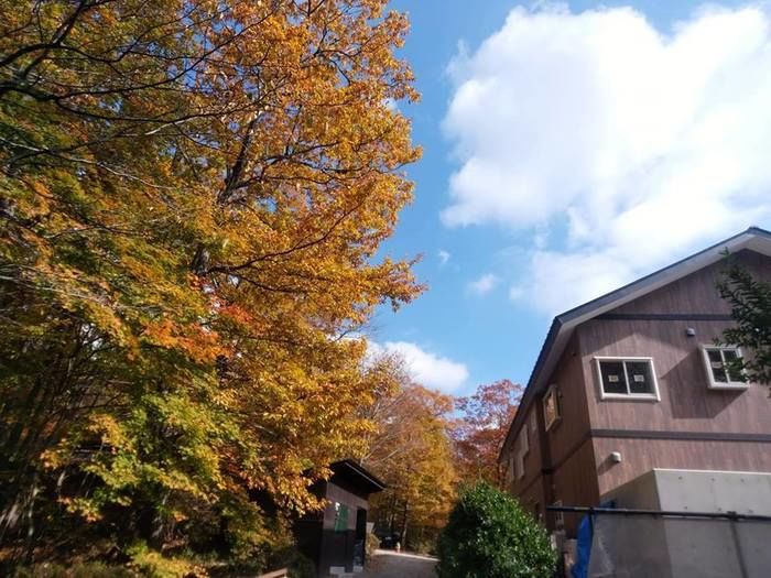 メープル那須高原キャンプグラウンドの紅葉の様子