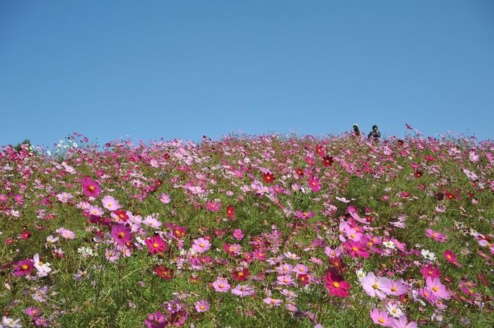 まんのう公園の花