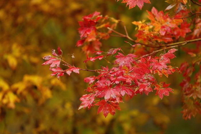 スマホで紅葉写真を撮ろう トレッキングしながら撮り方のコツを実践 キャンプ アウトドア情報メディアhinata