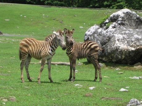 秋吉自然動物公園サファリランドのシマウマ