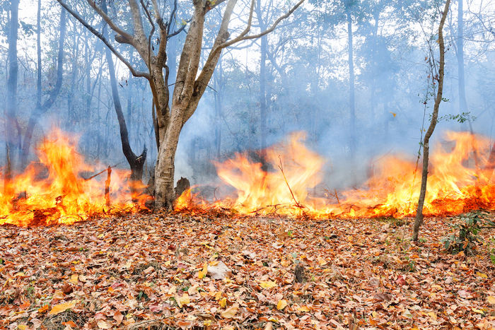 山火事の様子
