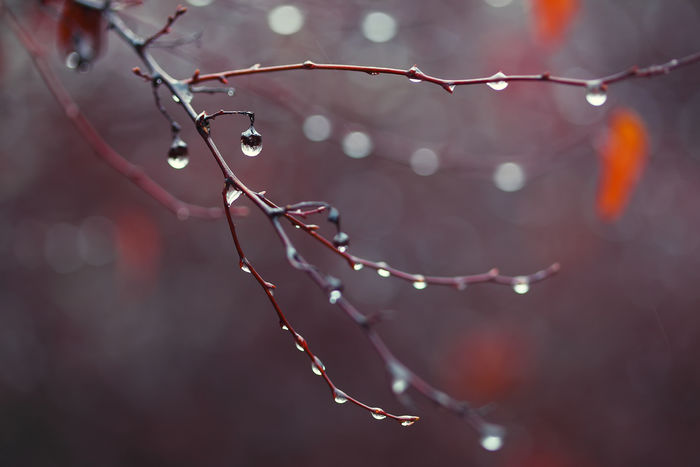 雨の雫と枝