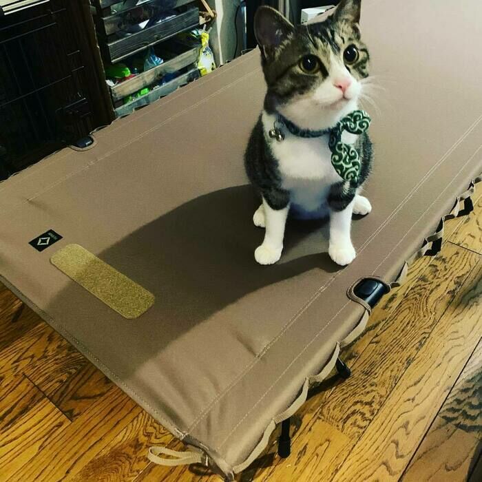 猫とキャンプ