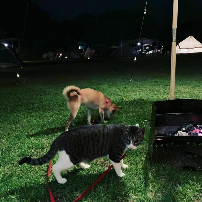 猫とキャンプ