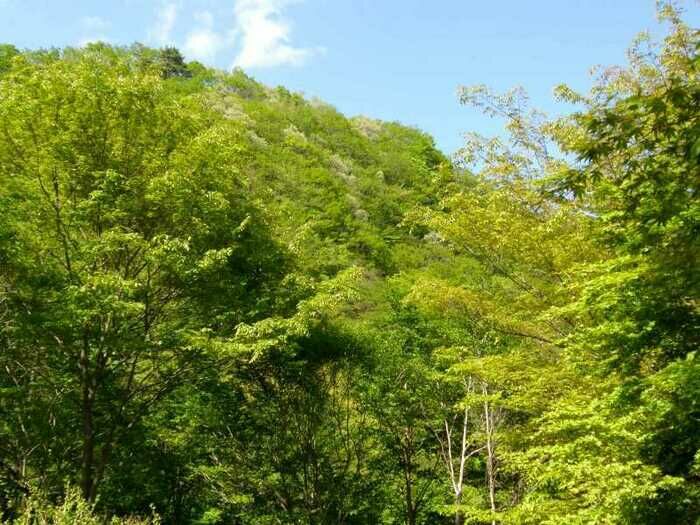 わらび平森林公園キャンプ場