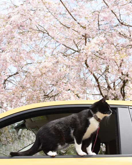 猫とドライブ
