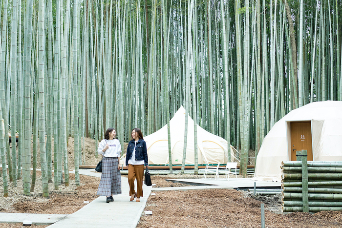 THE BAMBOO FOREST