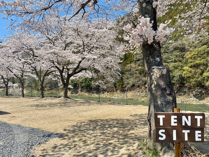 キャンプ場に咲いた満開の桜