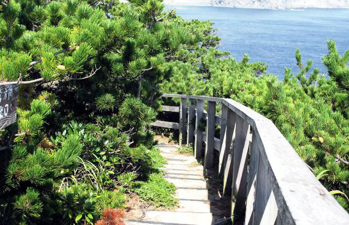 松の木に囲まれた遊歩道の向こうに海