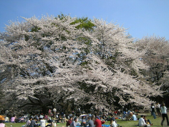 砧(きぬた)公園