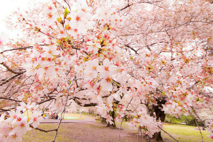 砧公園の桜