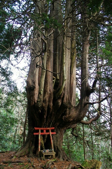 十二本ヤスという御神木