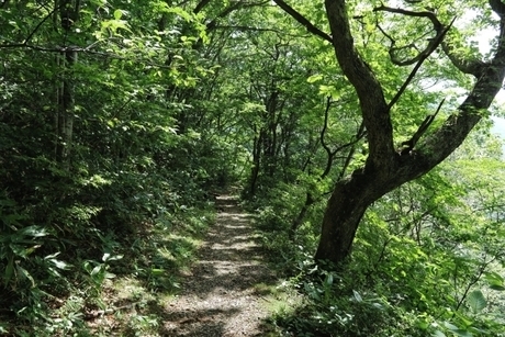 木が生茂る登山口