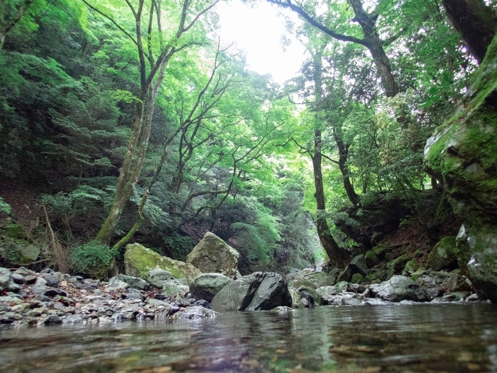 沢の様子