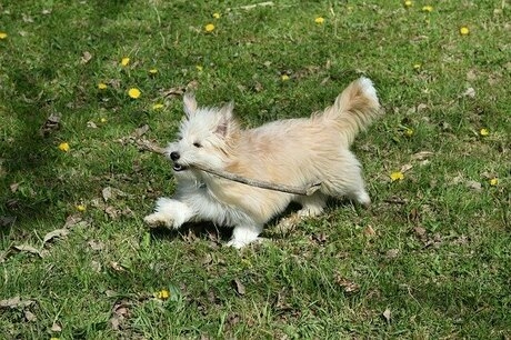 遊ぶ犬