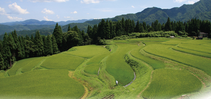 うへ山の棚田の風景