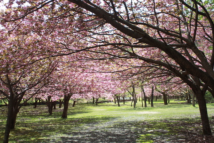 マキノ高原の桜