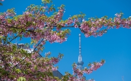 錦糸町公園に咲き誇る桜