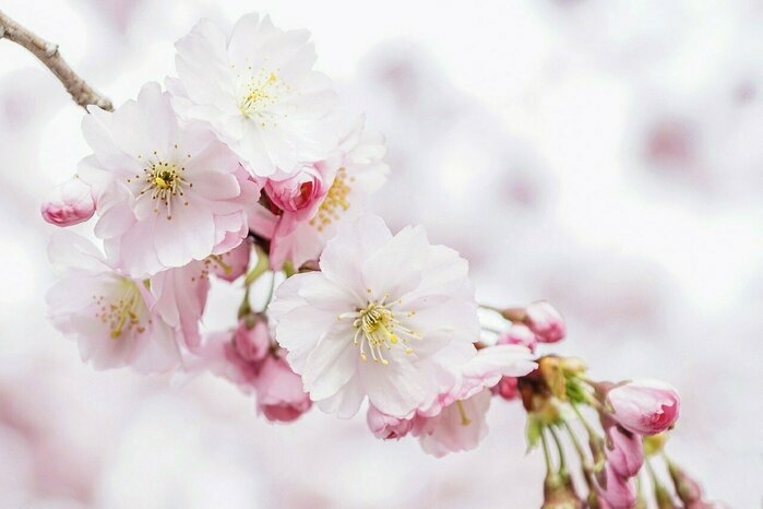 うすいピンク色をした桜の花