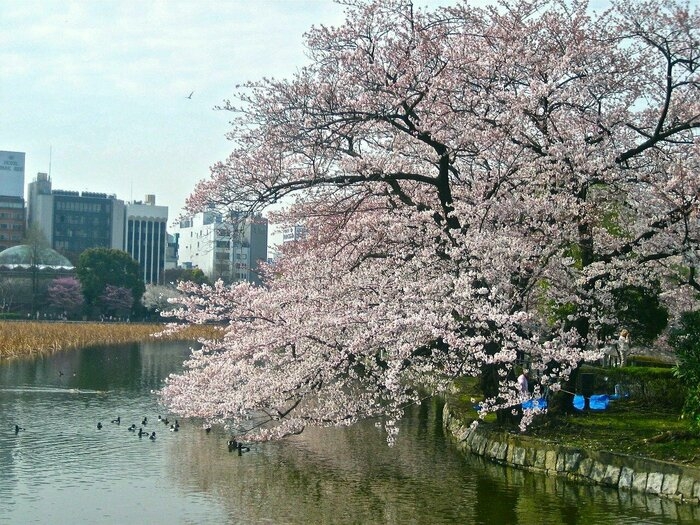 皇居付近の桜