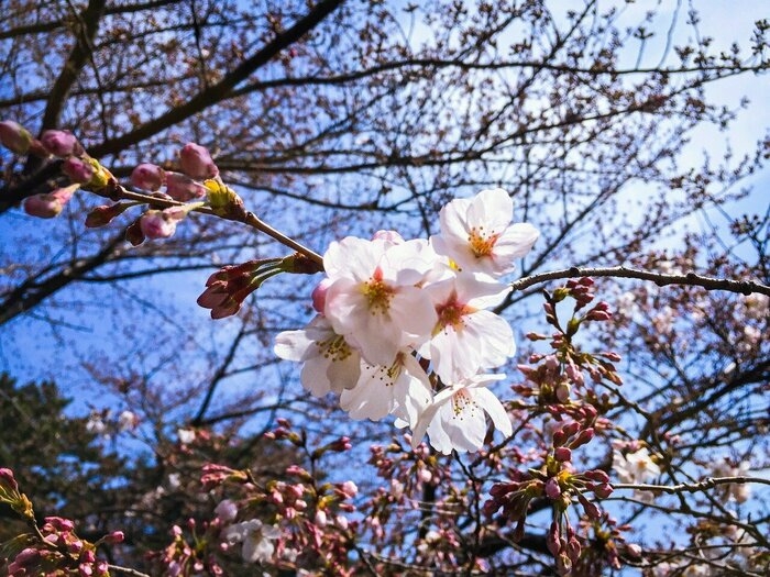 咲き始めた桜の花