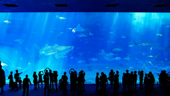 美ら海水族館の巨大水槽前