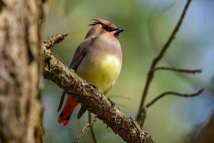 木の枝にとまる野鳥