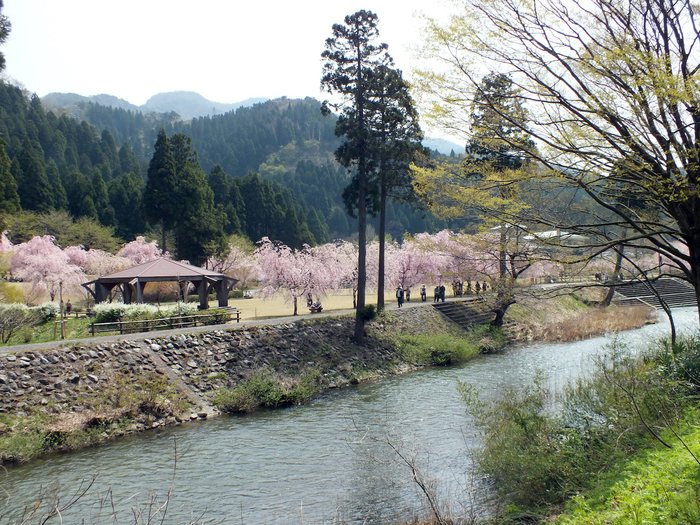 たけくらべ広場キャンプ場の枝垂れ桜