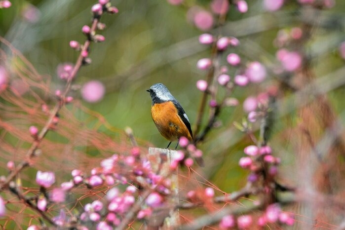 山のなかで咲く花と木の枝でくつろぐ小鳥