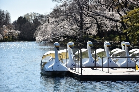井の頭公園のスワンボート