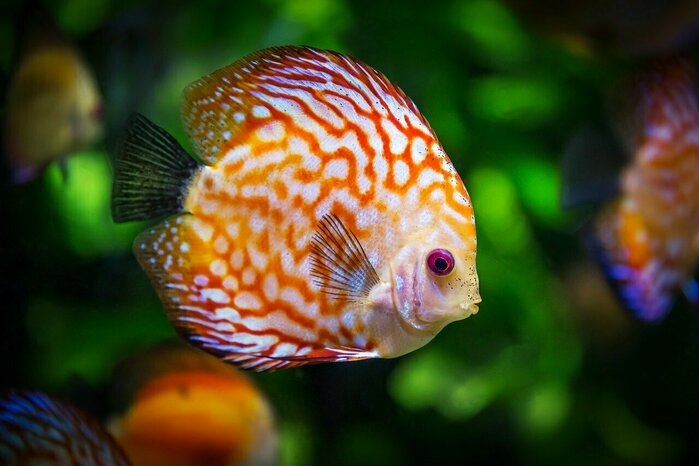 オレンジと白のマダラ模様が印象的な熱帯魚