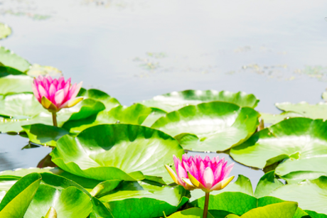 牧の池