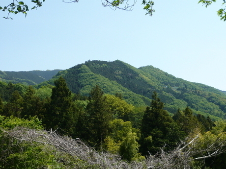 陣馬山の奈良子尾根コース