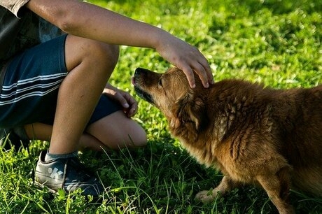 犬と少年
