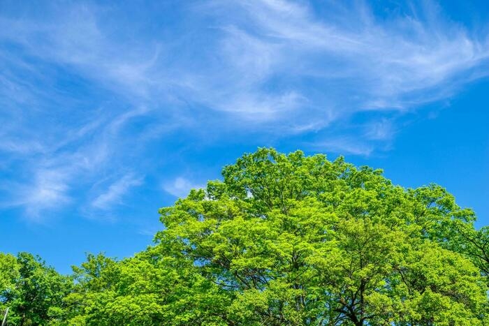 空と新緑の木々の写真