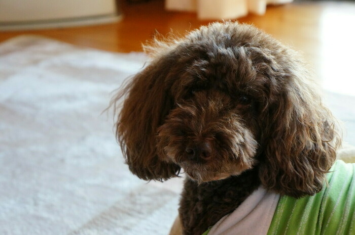 犬