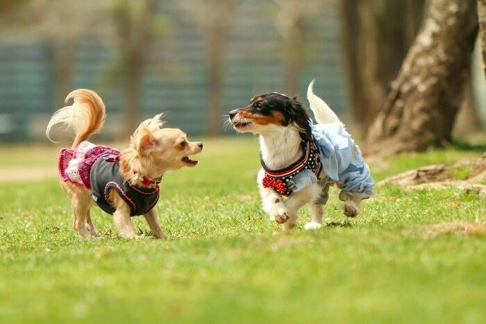 2匹の遊んでいる犬