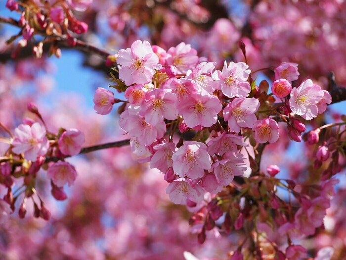 伊豆の河津桜