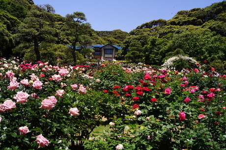 鎌倉文学館の庭園