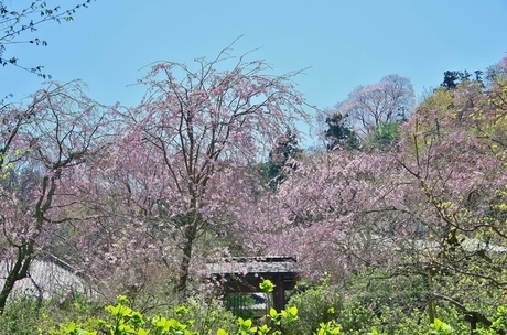 明月院の桜