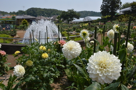 町田市にあるダリア園