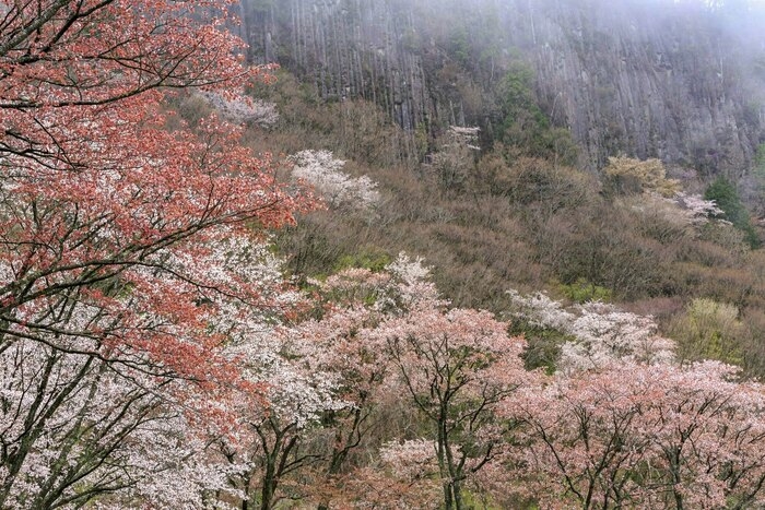 曽根高原の山桜の見頃の様子
