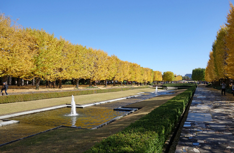 国立昭和記念公園の紅葉