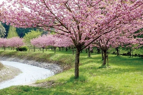 桜の下