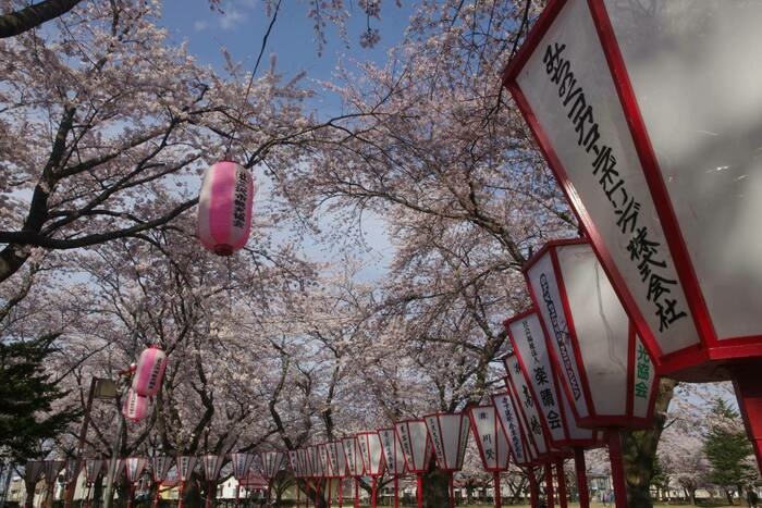 小川原湖公園では「桜まつり」の様子