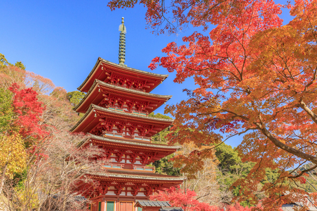長谷寺の紅葉